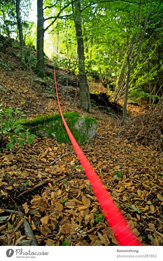 Long Strands of Moss Hanging from the Tree Stock Image - Image of