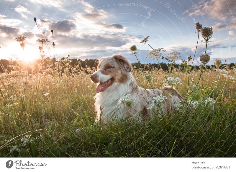 Frodo Nature Landscape Plant Sky Clouds Horizon Grass Meadow Animal Dog 1 Observe To enjoy Lie Looking Wait Free Friendliness Natural Blue Yellow Gray Green