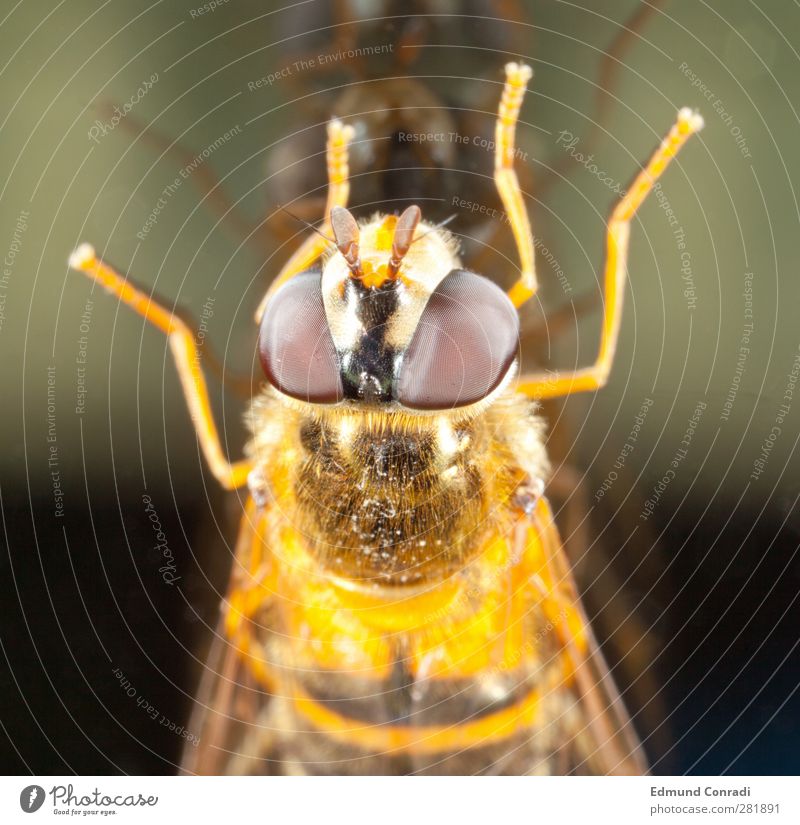 mirror image Glass Mirror Eyes Nature Compound eye Quality Mirror image Animal portrait Colour photo Reflection Looking into the camera