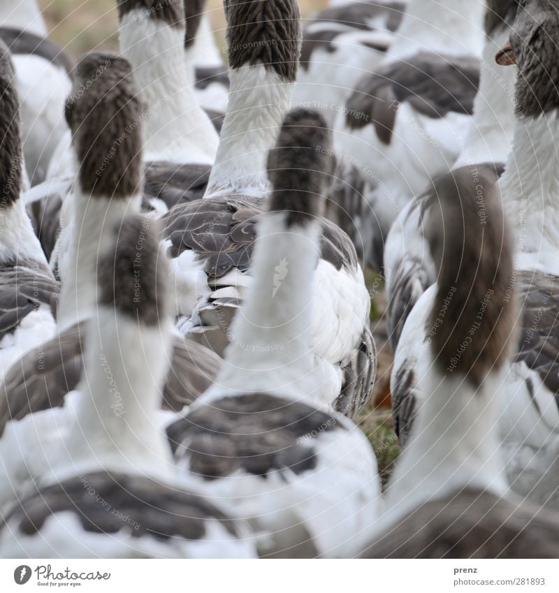 geese Environment Nature Animal Farm animal Bird Group of animals Gray White Goose Duck birds Colour photo Exterior shot Deserted Day Shallow depth of field