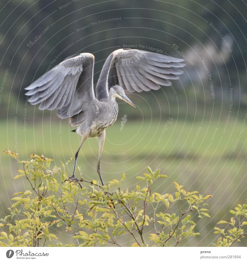 landing Environment Nature Animal Wild animal Bird 1 Gray Green Grey heron Heron Judder Stork village Linum Colour photo Exterior shot Deserted Copy Space right