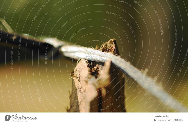 makeshift Environment Nature Tree Rope Pasture fence Wood Plastic Old Thin Authentic Natural Point Dry Multicoloured Colour photo Close-up Detail