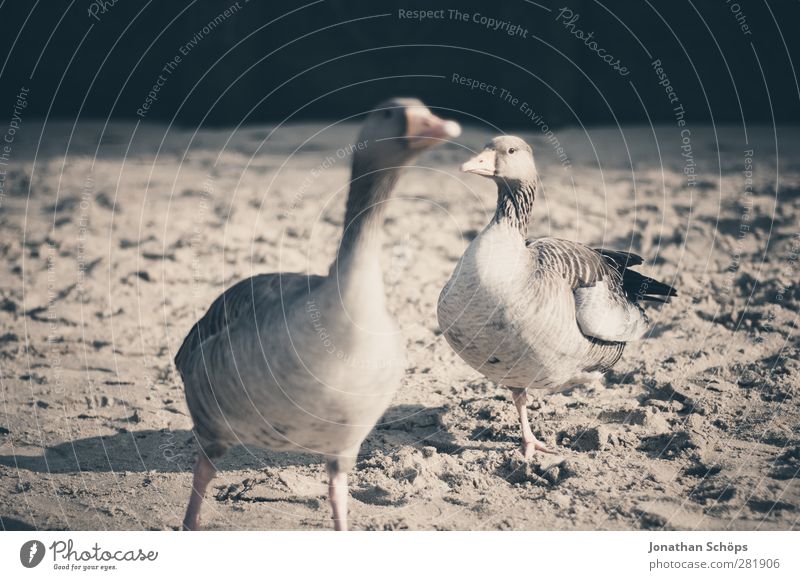 beach geese Animal Wild animal Bird 2 Brown Beach Sand Sunlight Search Foraging Profile Beak Themse Be confident Lunch Feeding Colour photo Exterior shot