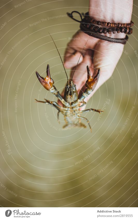 Crop hand with crayfish Hand Crawfish Nature Animal Claw Food Fish Lobster Seafood Shell Natural Life wildlife Organic alive Wild Ocean Shellfish Cancer