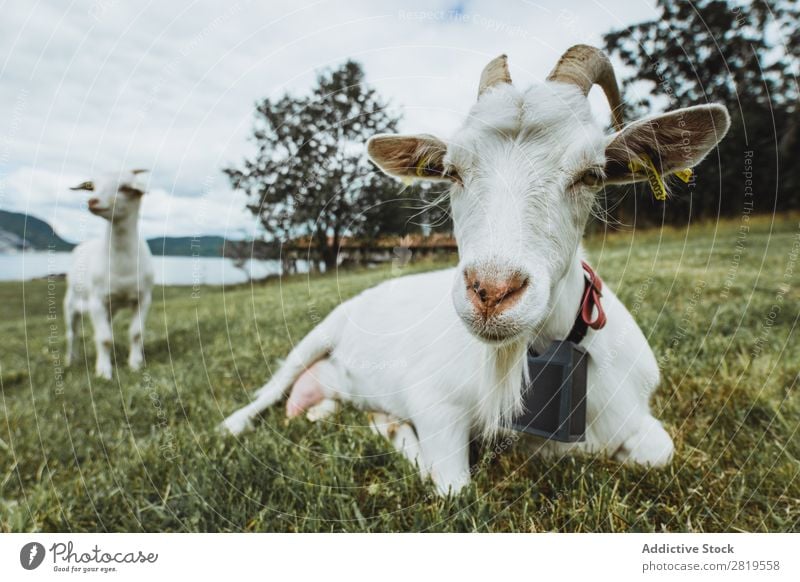 Two goats on meadow Goats Meadow Green Pasture Farm Rural Grass Nature Summer Mammal Field Animal Domestic Livestock Agriculture Cute White Child Funny Fur coat
