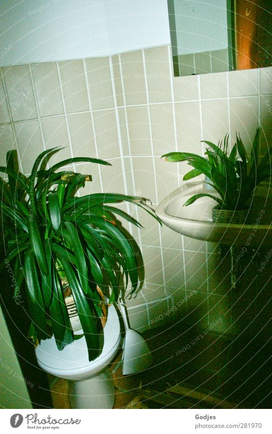 Plants standing on toilet and in sink in front of tiled wall Living or residing Flat (apartment) Arrange Bathroom Nature Foliage plant Pot plant Glass