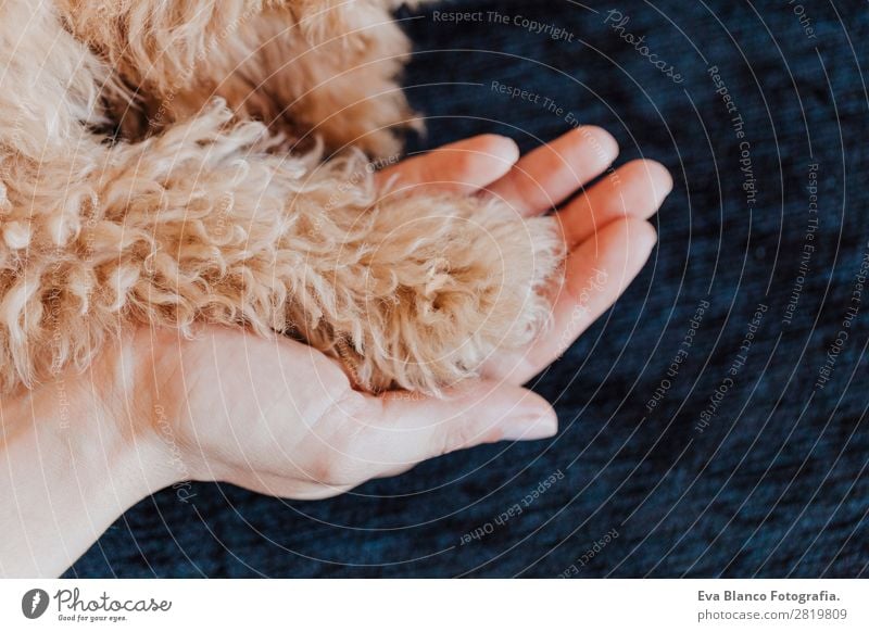 toy poodle Dog paws and human hand close up Joy House (Residential Structure) Human being Feminine Young woman Youth (Young adults) Woman Adults