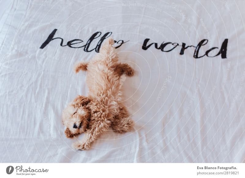 cute puppy brown toy poodle on bed Joy Face Relaxation Playing House (Residential Structure) Animal Earth Fur coat Pet Dog 1 Love Sleep Small Funny Cute Smart