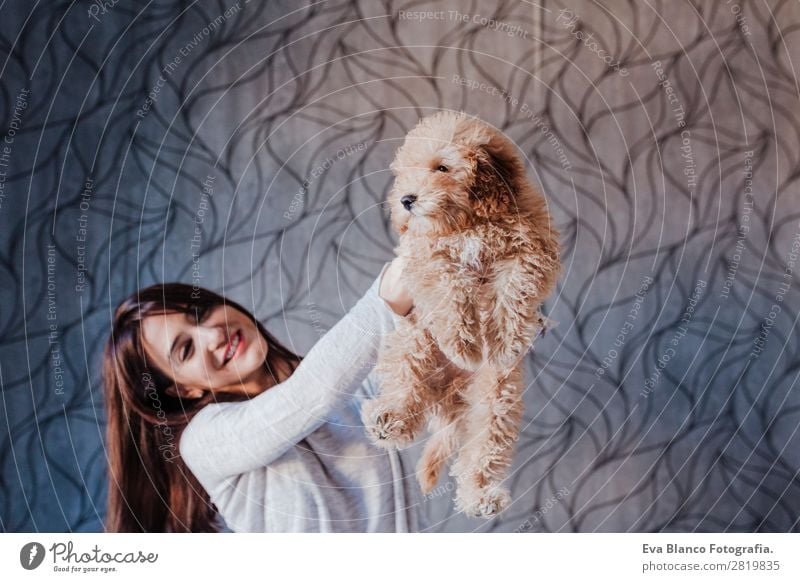Cute brown toy poodle with his owner at home Lifestyle Joy Happy Beautiful Leisure and hobbies Freedom House (Residential Structure) Human being Young woman
