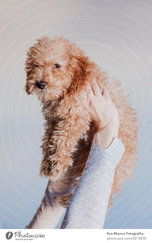 cute brown poodle dog at home Lifestyle Joy Happy Beautiful Face Leisure and hobbies Freedom House (Residential Structure) Human being Young woman