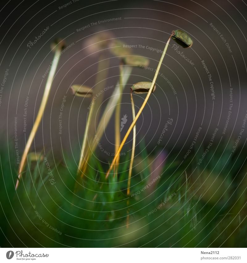 Ant's perspective? Nature Plant Grass Moss Meadow Forest Thin Green Exceptional Miniature Colour photo Exterior shot Close-up Detail Macro (Extreme close-up)