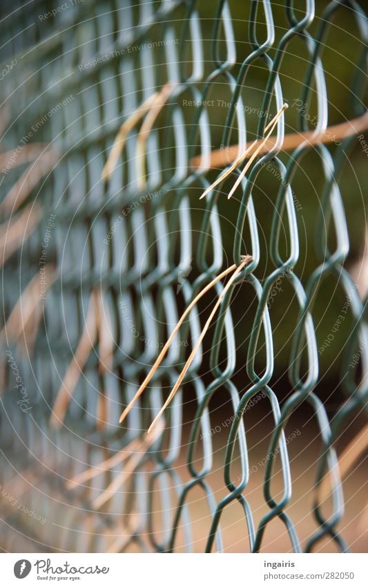 Autumn at the wire mesh fence Plant larch needles coniferous woods Garden Fence Wire netting fence Metal Plastic Catch To dry up Gloomy Dry Brown Green Moody