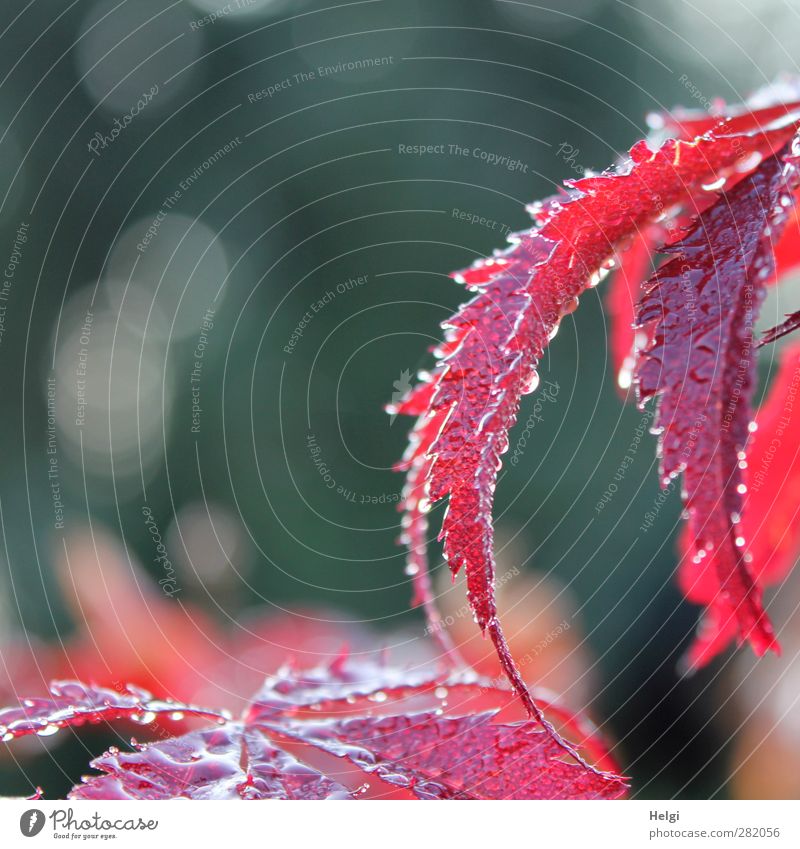 Tears of nature... Nature Plant Autumn Rain Leaf Maple tree Maple leaf Garden Drop Glittering Illuminate Growth Esthetic Beautiful Wet Natural Gray Red White