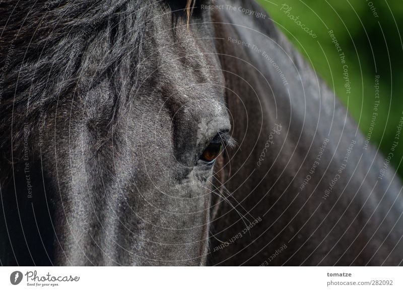 horse Animal Horse 1 Athletic Pride Power Eyes Mane Head Dark Forward Looking Colour photo Exterior shot Close-up Day Animal portrait Looking into the camera