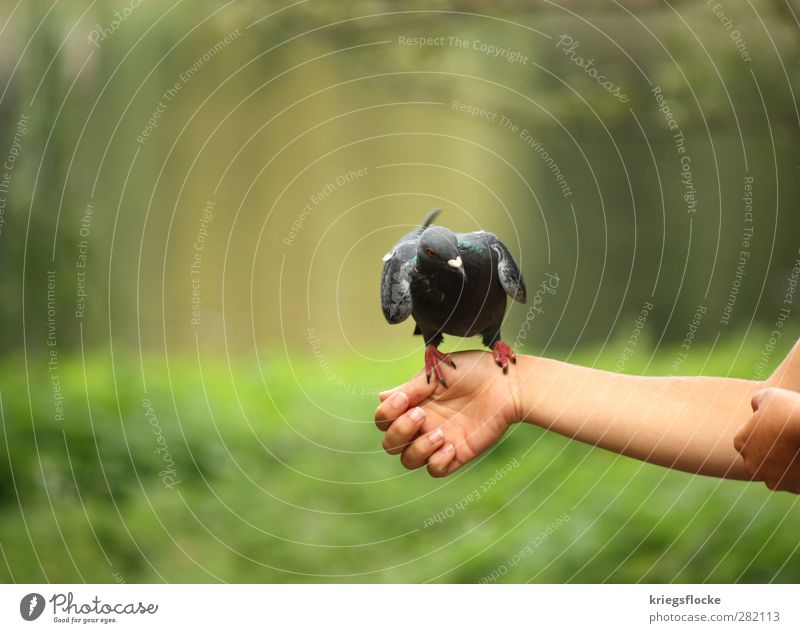 1 grey pigeon (gurugururguruuu) Woman Adults Arm Hand Nature Animal Grass Bushes Park Meadow Bird Pigeon Wing Claw Feeding Communicate Curiosity Green Trust