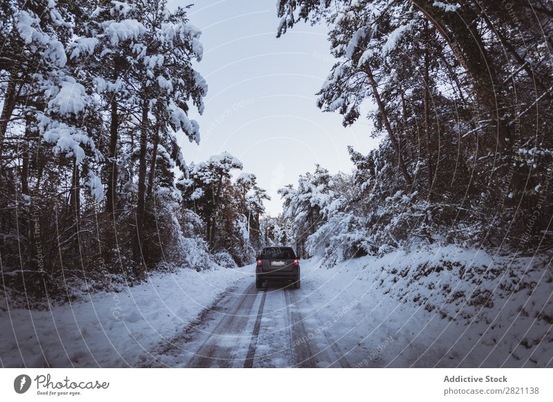 Off roadster in the forest Car Street Winter Forest off roadster Snow Cold Landscape White Nature Seasons Ice Frost Drive Vacation & Travel Frozen Weather