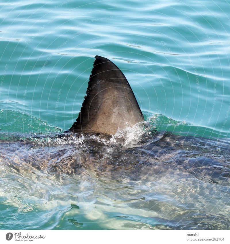 The white shark Animal Wild animal Shark 1 Gigantic Fin Ocean South Africa Swimming & Bathing Threat Land-based carnivore shark fin Colour photo Exterior shot