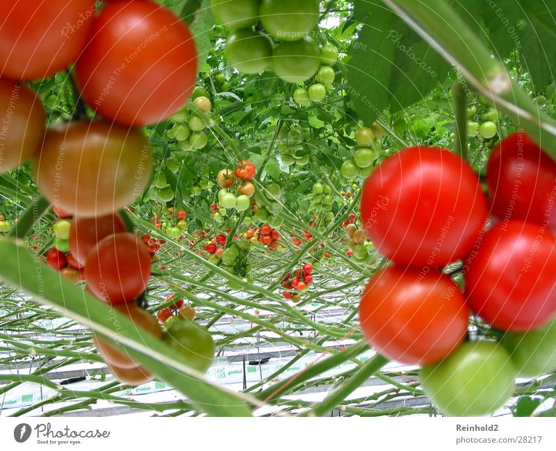 tomato Red Delicious Rhine-Westfalia Electricity Works AG Healthy Erft circuit Germany