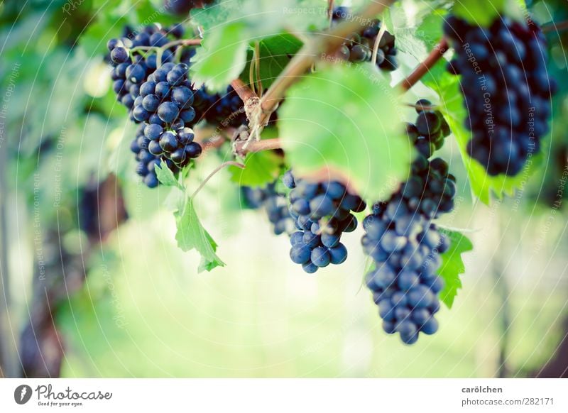 Time to harvest Environment Nature Autumn Beautiful weather Plant Agricultural crop Field Blue Green Bunch of grapes Vine Mature Grape harvest Red wine velvet