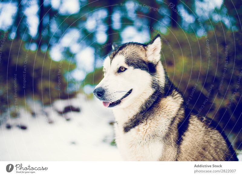 Content dog in snows of woods Dog Forest Snow Leisure and hobbies Husky Freedom Contentment Animal Pet Climate Domestic Nature Winter Mammal Fur coat Friendship
