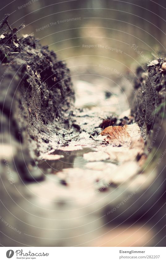 furrows photo Earth Autumn Field Forest Dirty Wet Furrow Agriculture Skid marks Leaf Colour photo Subdued colour Exterior shot Close-up Deserted Copy Space top