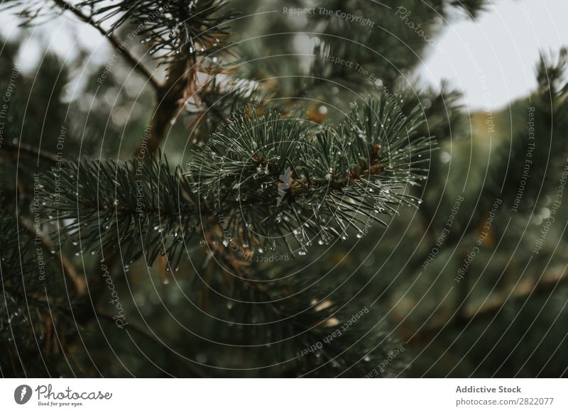 Fir branch with water drops Branch Evergreen Close-up Tree Nature Green Seasons Macro (Extreme close-up) Pine Decoration Needle coniferous Forest Plant