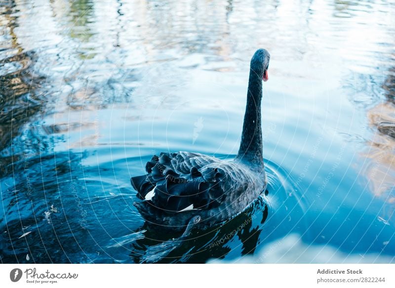 Single bird swooping down over a lake water reflecting Stock Photo - Alamy