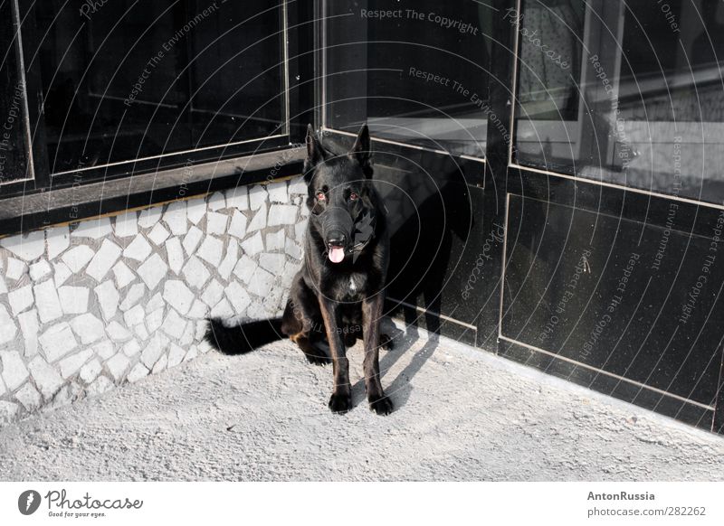 Dog Town Wall (barrier) Wall (building) Facade Animal Pet 1 Sit Colour photo Black & white photo Subdued colour Exterior shot Experimental Deserted Day Contrast