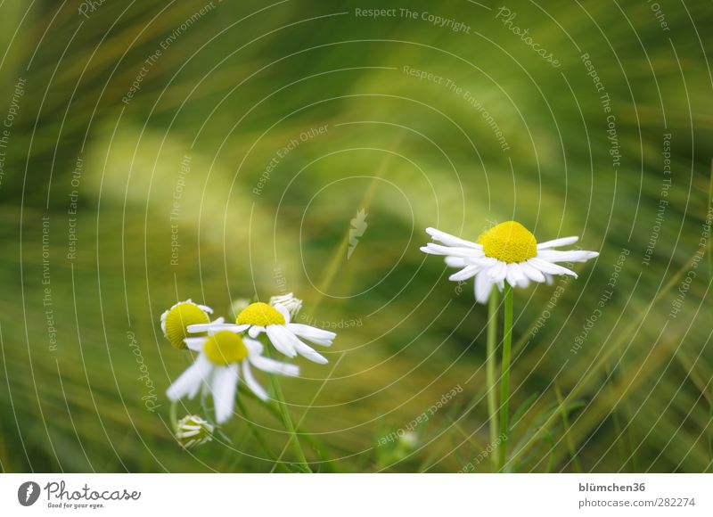 At the edge of the field Plant Flower Agricultural crop Chamomile Cornfield Field Movement Blossoming To swing Healthy Beautiful Yellow Green White Spring fever