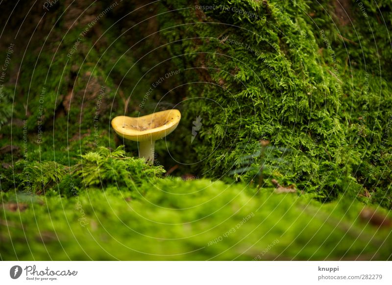 lucky devil Environment Nature Elements Earth Autumn Beautiful weather Park Forest Under Yellow Green Tree trunk Beige Mushroom Mushroom cap Old Moss