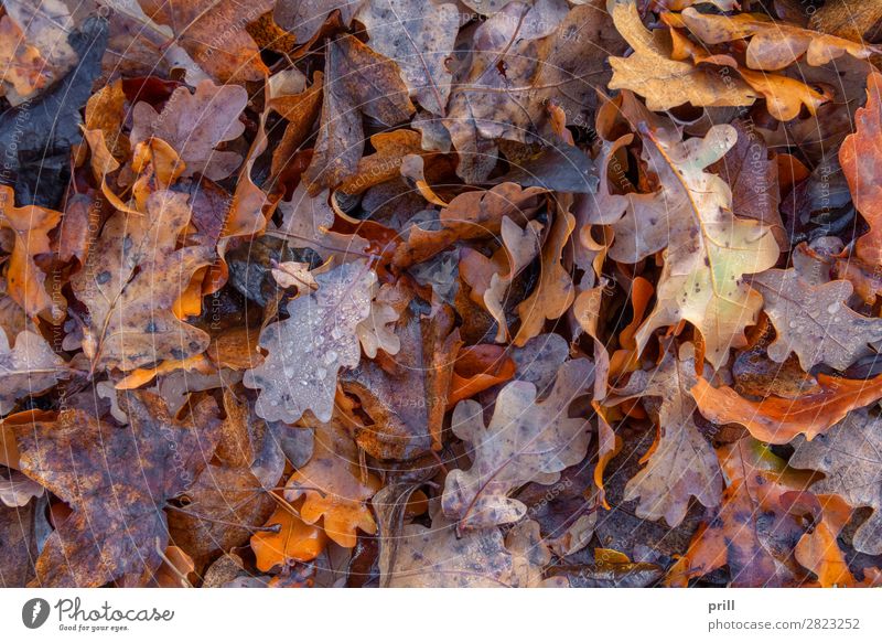 wet autumn leaves Nature Water Drops of water Autumn Leaf Fluid Wet Above Decline Autumn leaves full-frame image Natural Damp detail Botany Dew leafy full-size