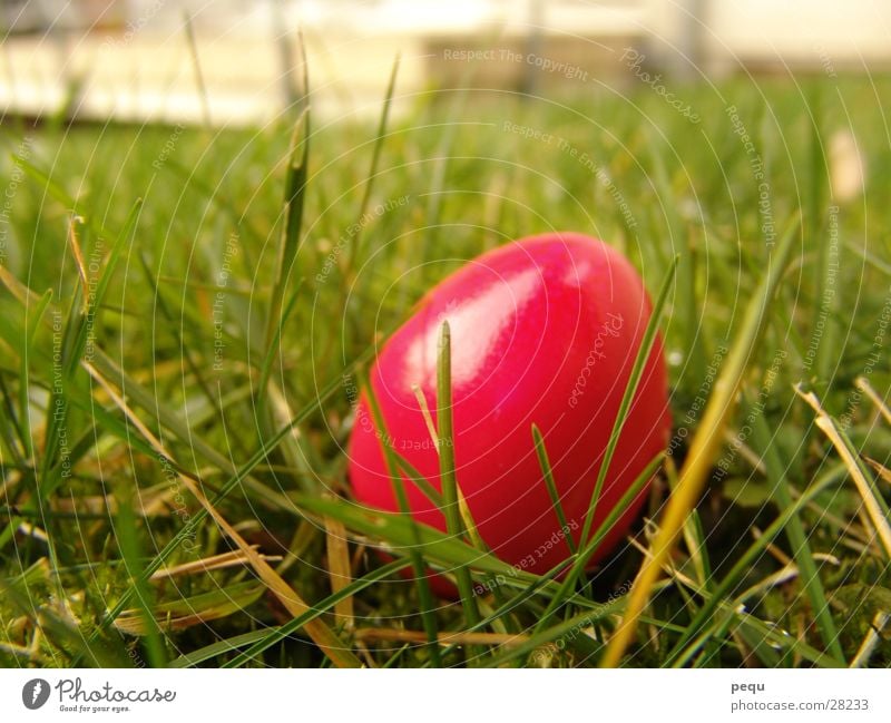 iGreen Meadow Magenta Pink Red Egg Lawn