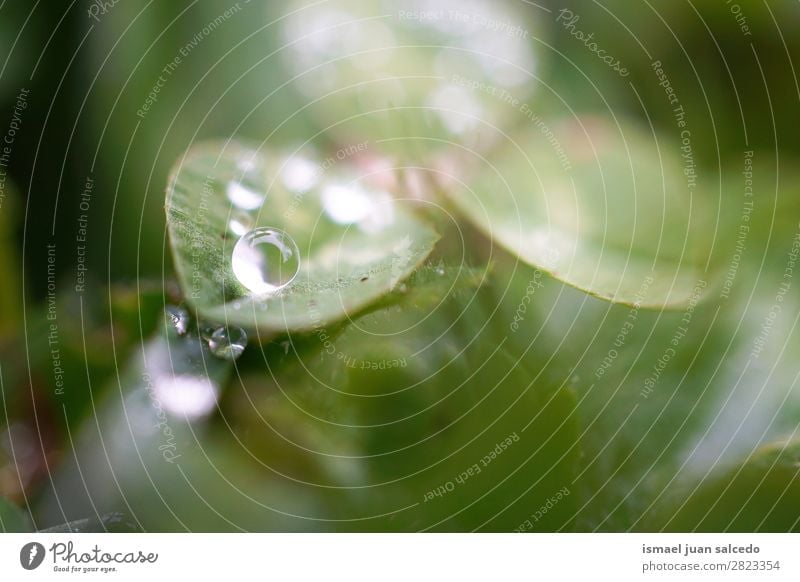drop on the leaves Plant Leaf Drop Rain Glittering Bright Green Garden Floral Nature Abstract Consistency Fresh Exterior shot background Beauty Photography