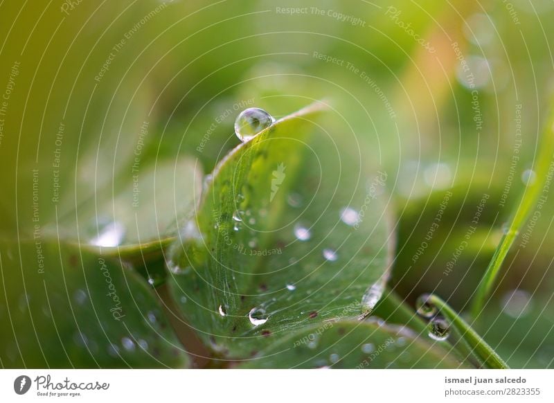 drops on the leaves Plant Leaf Drop Rain Glittering Bright Green Garden Floral Nature Abstract Consistency Fresh Exterior shot background Beauty Photography