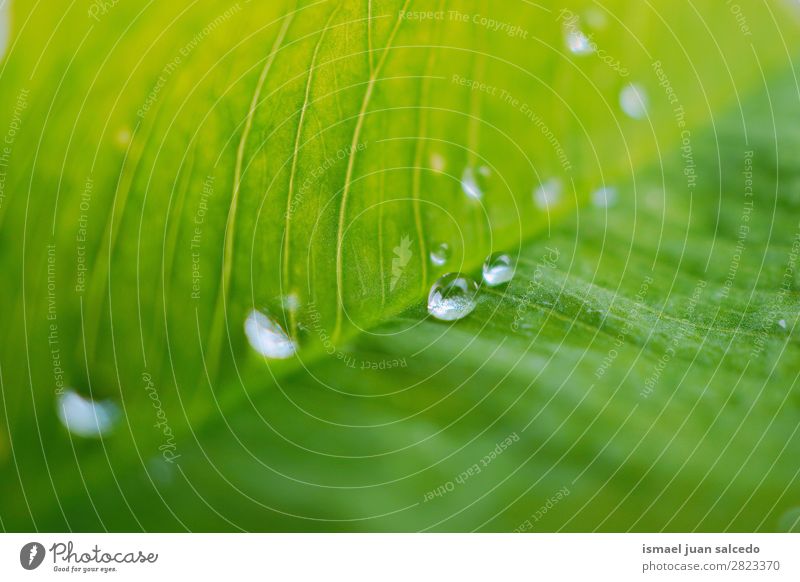 drops on the green leaf Plant Leaf Drop Rain Glittering Bright Green Garden Floral Nature Abstract Consistency Fresh Exterior shot background Beauty Photography
