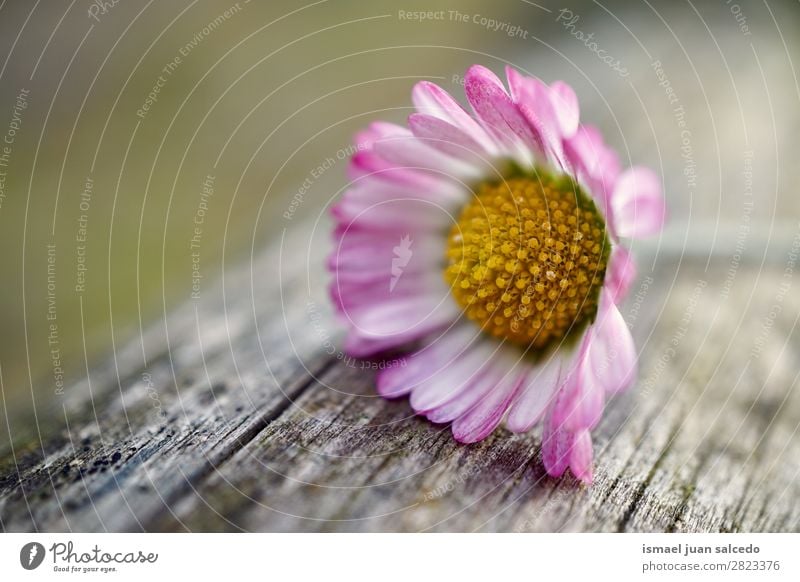 daisy flower plant Flower Daisy Family White Blossom leave Plant Garden Floral Nature Decoration Romance Beauty Photography Fragile background Spring Summer