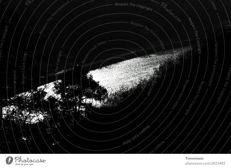 View of the Neckar river Environment Nature Plant Elements Water Tree Forest River Glittering Black White Emotions Calm Black & white photo Exterior shot