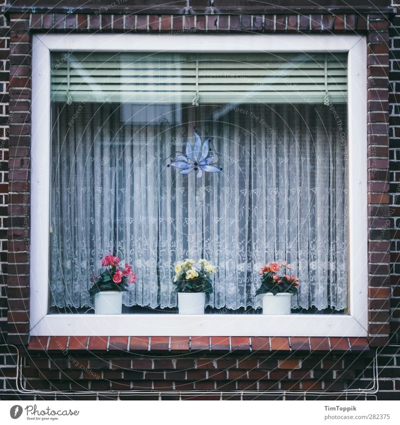 Langeoog Window Gloomy Orderliness Petit bourgeois Curtain Car Window Flowerpot Venetian blinds Brick Arrangement Tidy up Household