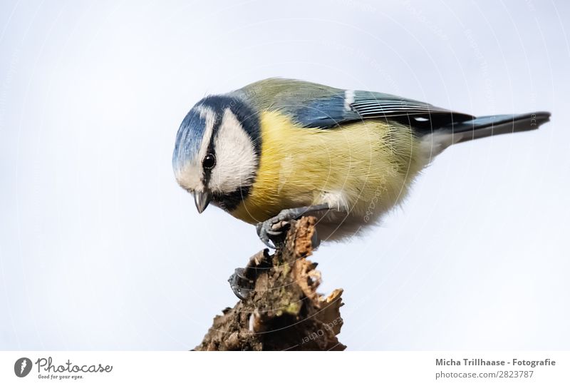 Blue Tit Portrait Nature Animal Sky Sunlight Beautiful weather Branch Wild animal Bird Animal face Wing Claw Tit mouse Beak Eyes Feather 1 Observe To feed