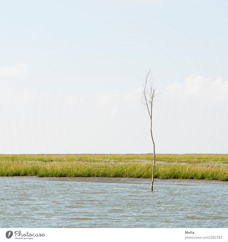 Single Environment Nature Landscape Air Water Plant Tree Coast River bank North Sea Navigable water Stand Thin Small Calm Far-off places Individual Empty