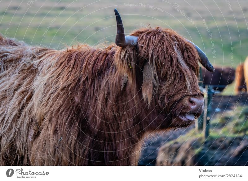 bääähh Highland cattle Scotland Cattle Cow Antlers Animal portrait Pelt
