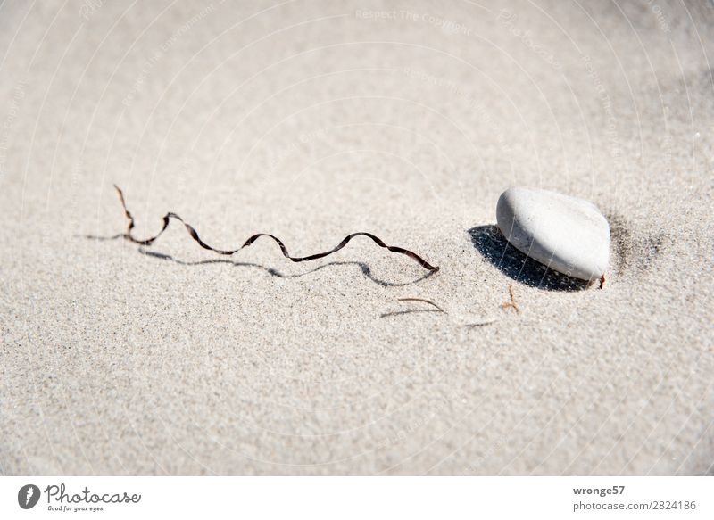 beach motif Beach Sand Summer Autumn Leaf Stone Maritime Brown Gray Nature Calm Sandy beach Baltic Sea Shriveled Algae Part of the plant Wind Landscape format