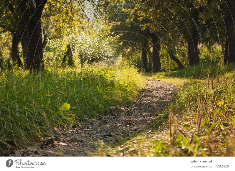 sweating opportunity Environment Nature Tree Grass Garden Park Meadow Alps Growth Positive Brown Yellow Green Contentment Joie de vivre (Vitality) Optimism