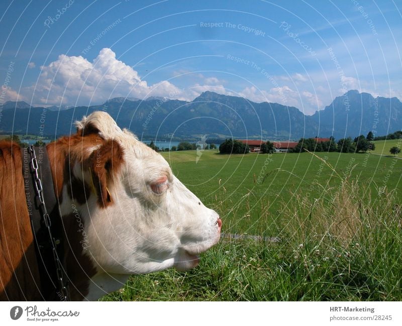 Cow off the Alps Meadow Mountain Sky