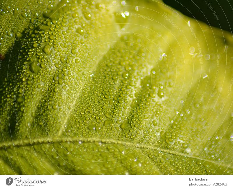 refuel Drops of water Rain Plant Leaf chlorophyl Illuminate Growth Fresh Green Energy Colour Power Nature Colour photo Exterior shot Macro (Extreme close-up)