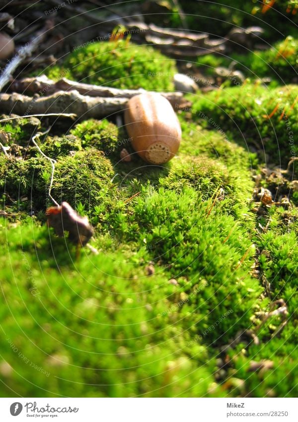 The dreamy glans Green Spring Acorn Macro (Extreme close-up) Nature Moss