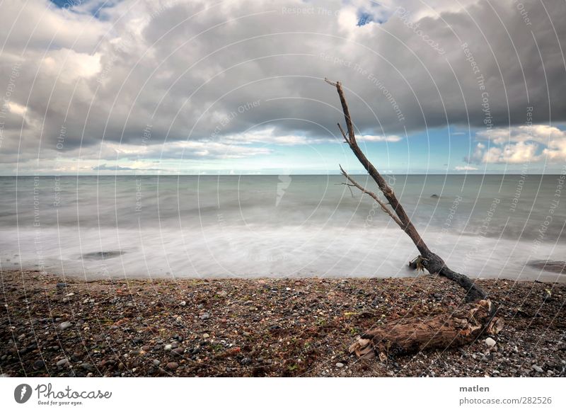 strand.good Landscape Sky Clouds Storm clouds Autumn Weather Tree Coast Beach Baltic Sea Deserted Stone Sand Blue Brown Gray Stranded Flotsam and jetsam