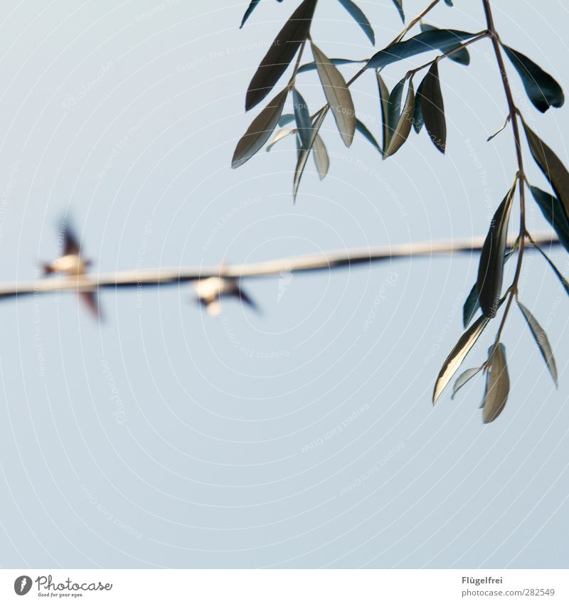 Italian summer idyll Nature Animal Bird 2 Flying Swallow Freedom olive branch Olive tree Leaf Plant Steel cable Heaven Cloudless sky Shallow depth of field