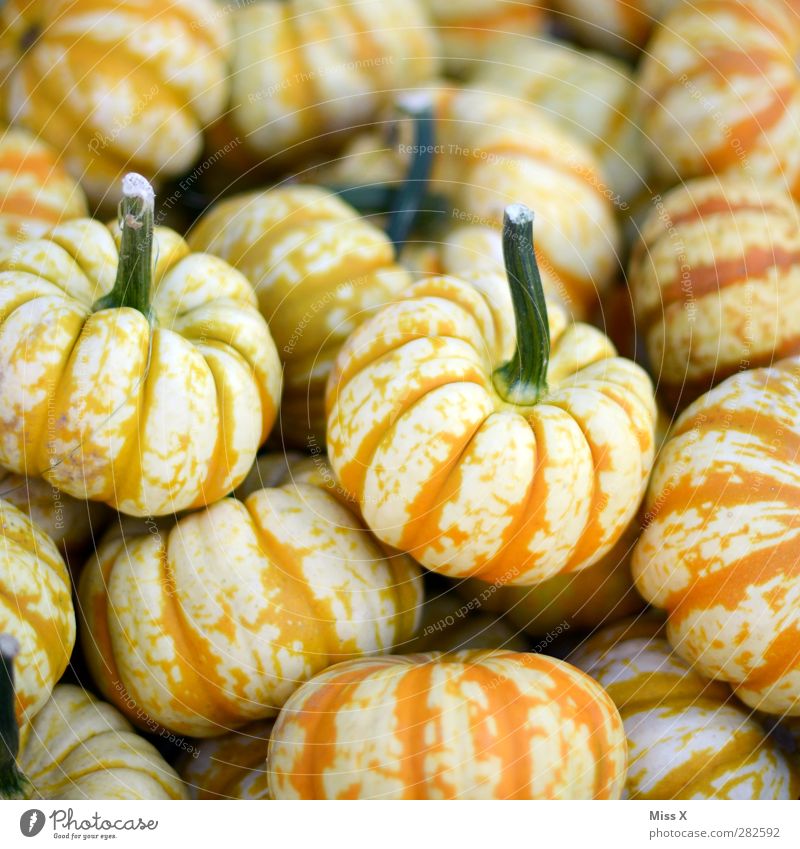 Halloween Food Vegetable Organic produce Vegetarian diet Fresh Healthy Delicious Yellow Pumpkin Pumpkin time Stalk Round Orange Hallowe'en Fat Farmer's market