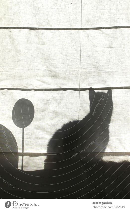 iRemember Window Pet Cat 1 Animal Sphere Line Observe Puzzle Silhouette Cloth Curtain Wrinkles Black & white photo Interior shot Copy Space top Dawn Light